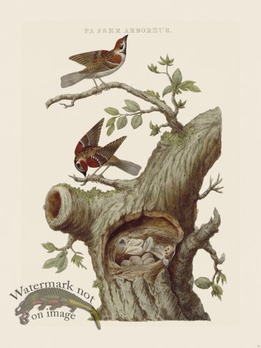 (image for) Nozeman Bird 171