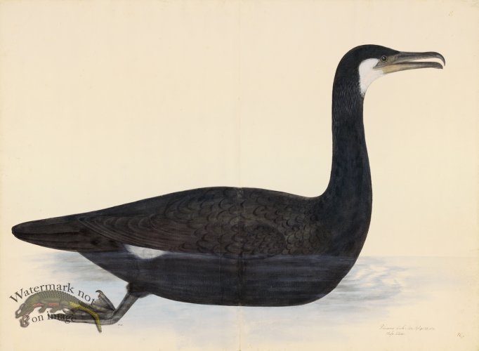 (image for) COMORANT . PL 10