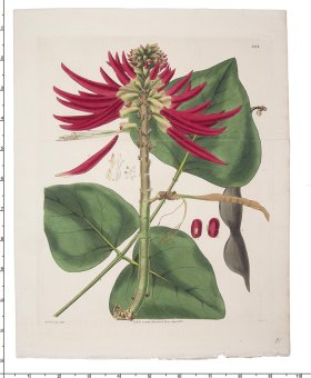 Curtis Botanical 092