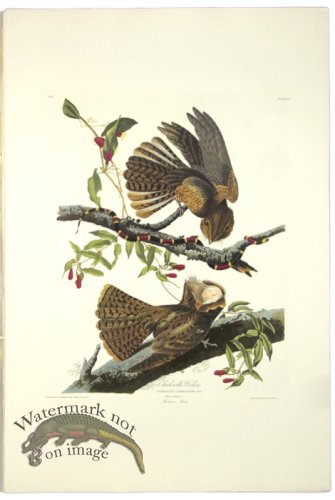 (image for) Chuch-Wills Widow