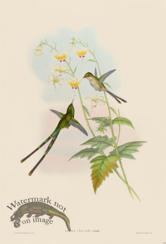 (image for) Gould Hummingbird 168