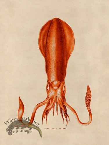 (image for) Octopus Orange 27