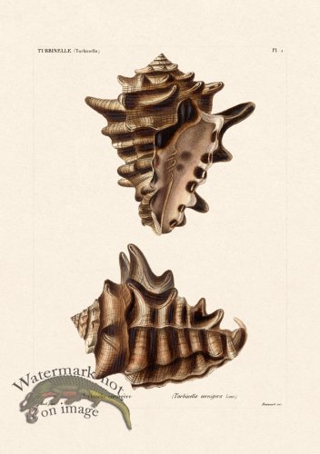 (image for) French Shell 001