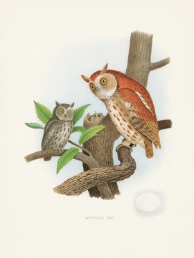 Thomas Gentry Bird 36