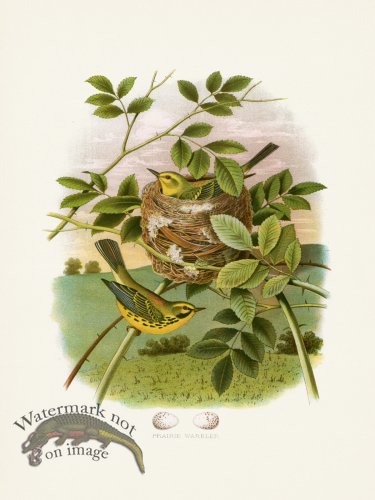 (image for) Thomas Gentry Bird 33