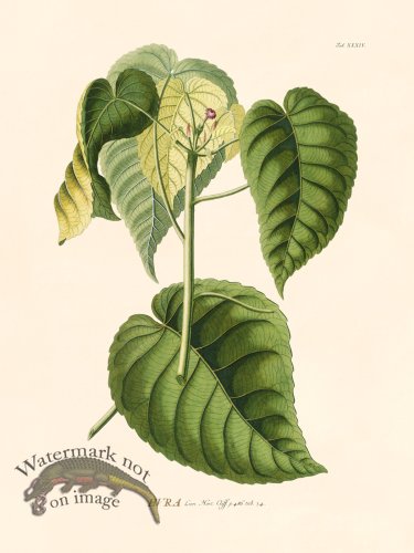 (image for) Trew Botanical 34