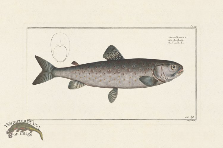 (image for) BLOCH FISH 102