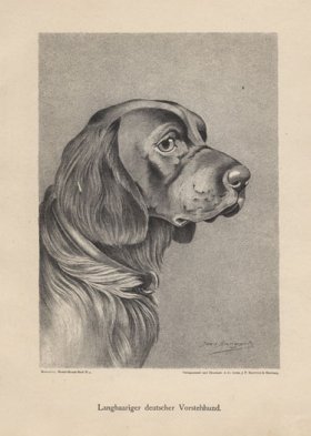 1890s Dogs 31