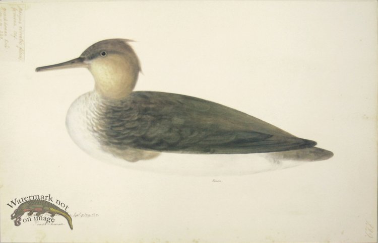 229 Swedish Birds . Mergus Serrator, Red-breasted merganser, Fem