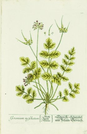 Blackwell German 225