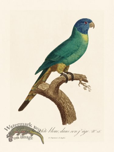 (image for) Barraband Parrot 026