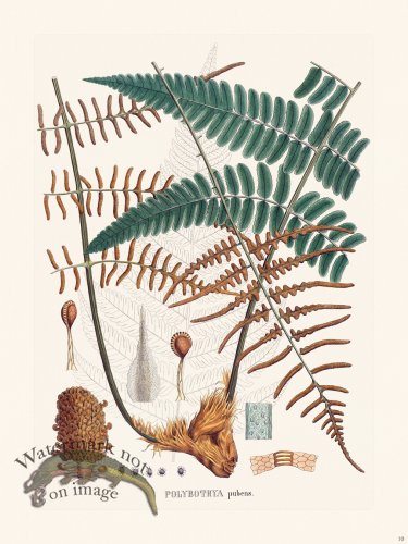 (image for) Ferns of Brazil 10