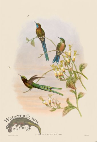 (image for) Gould Hummingbird 400