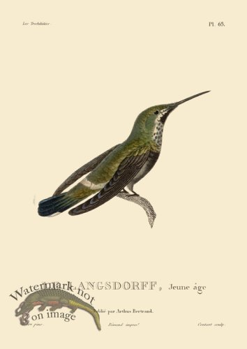 (image for) Humming Bird 65