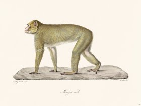 Cuvier 334 Male Magot