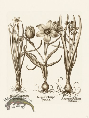 (image for) Besler 076 B1