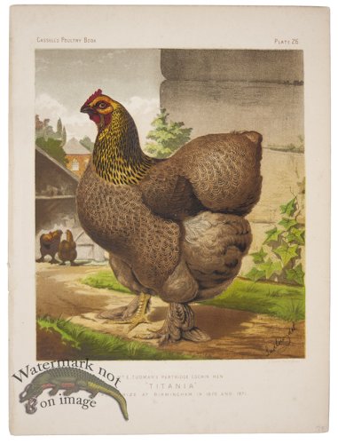 (image for) Partridge Cochin Hen