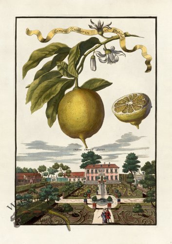 (image for) Volckamer 006