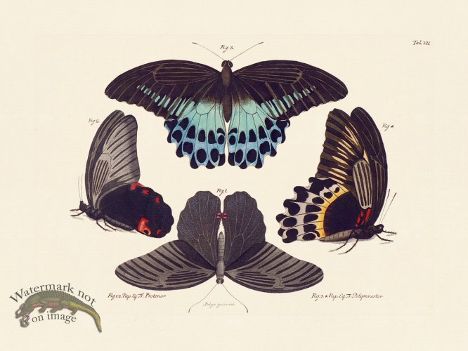 (image for) Jablonsky Butterfly 007