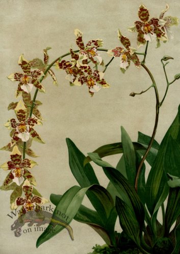 (image for) orchid 13