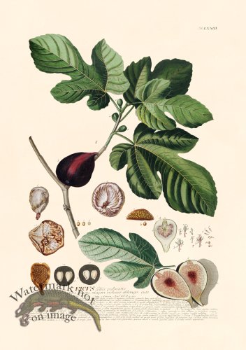 (image for) Trew Botanical 73