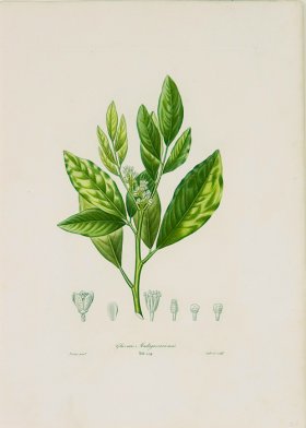 Poiteau Citrus 27