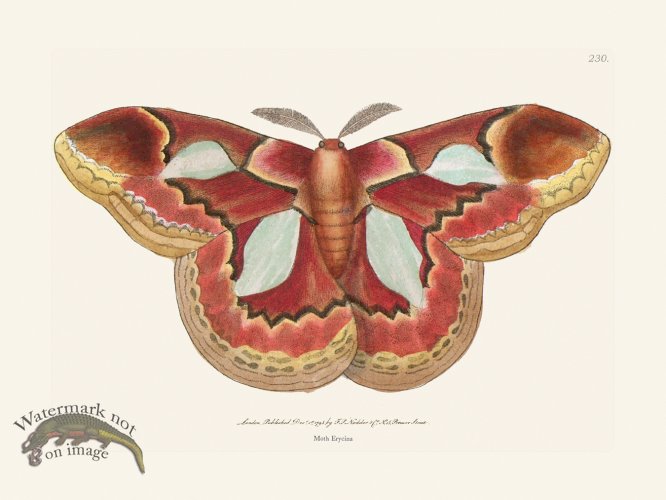230 Moth Erycina