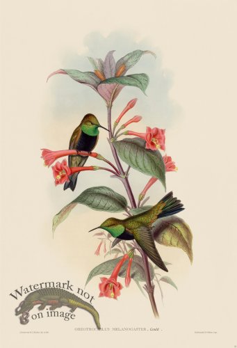 (image for) Gould Hummingbird 072