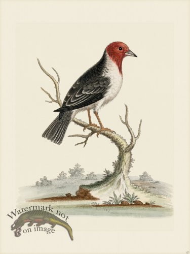 (image for) Edwards 127 Dominican Cardinal