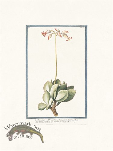 (image for) Bonelli 036 Cotyledon