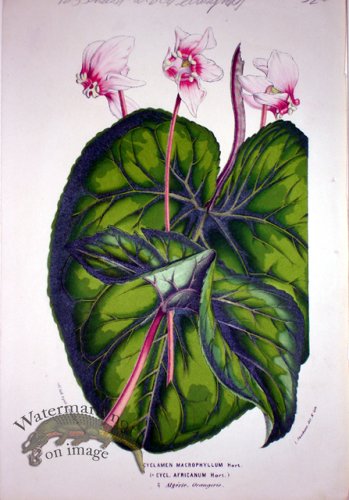 (image for) Botanical
