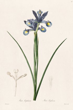 Les Liliacees Redoute 337