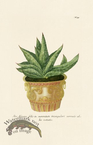 (image for) Weinmann PL 059