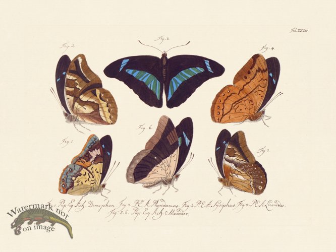 (image for) Jablonsky Butterfly 028