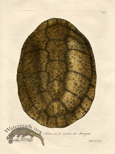 (image for) Trew Turtle Shell 15
