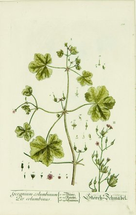 Blackwell German 005