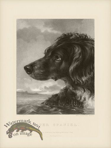 (image for) SA Dogs 04 Water Spaniel