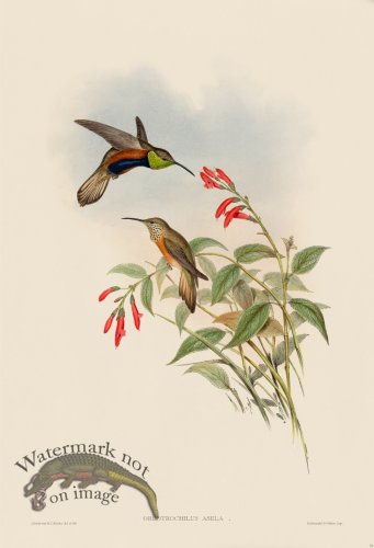(image for) Gould Hummingbird 073