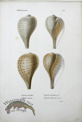 (image for) French Shell SLP 06