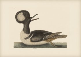 094 Hooded Merganser
