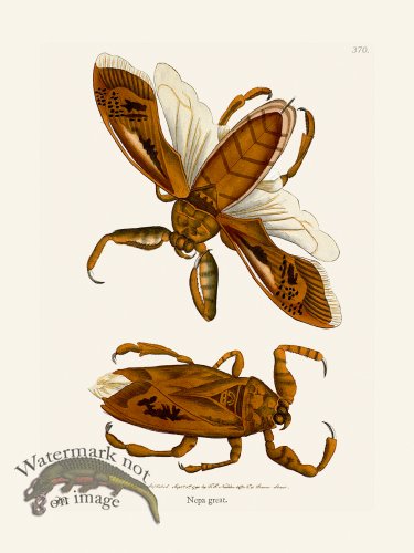 (image for) 370 Nepa Great