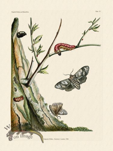 (image for) Wilkes Butterflies 037