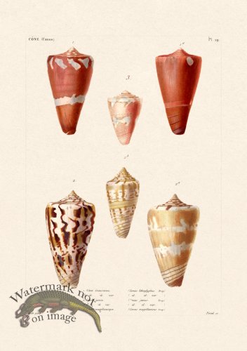 (image for) French Shell 029