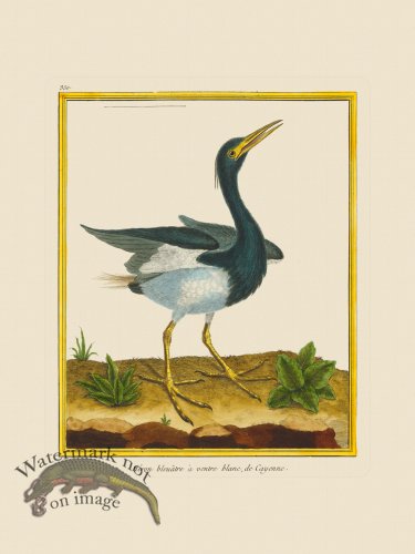 (image for) Martinet Bird 350