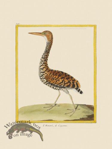 (image for) Martinet Bird 790