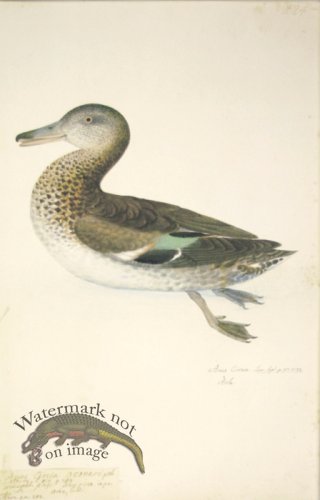 (image for) 224 Swedish Birds . Anas Circia, Teal Duck