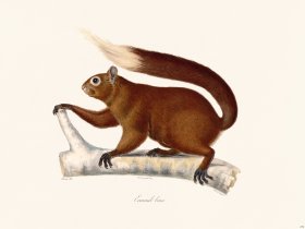 Cuvier 276 Brown Squirrel