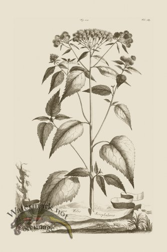 (image for) Abraham Munting 224