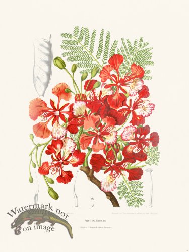 (image for) Horticulture of Java 36