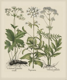 Besler 261 Colored B2